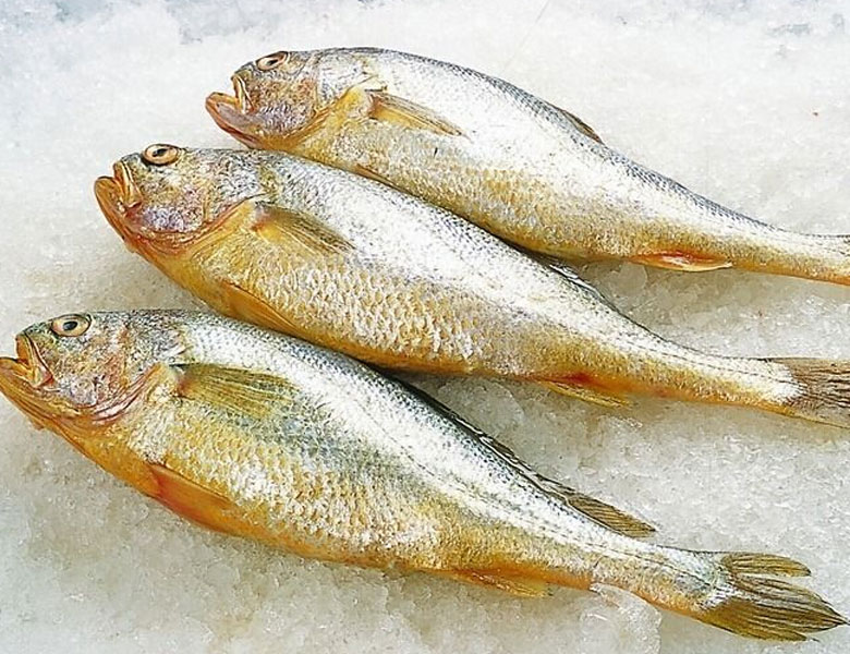小黃魚